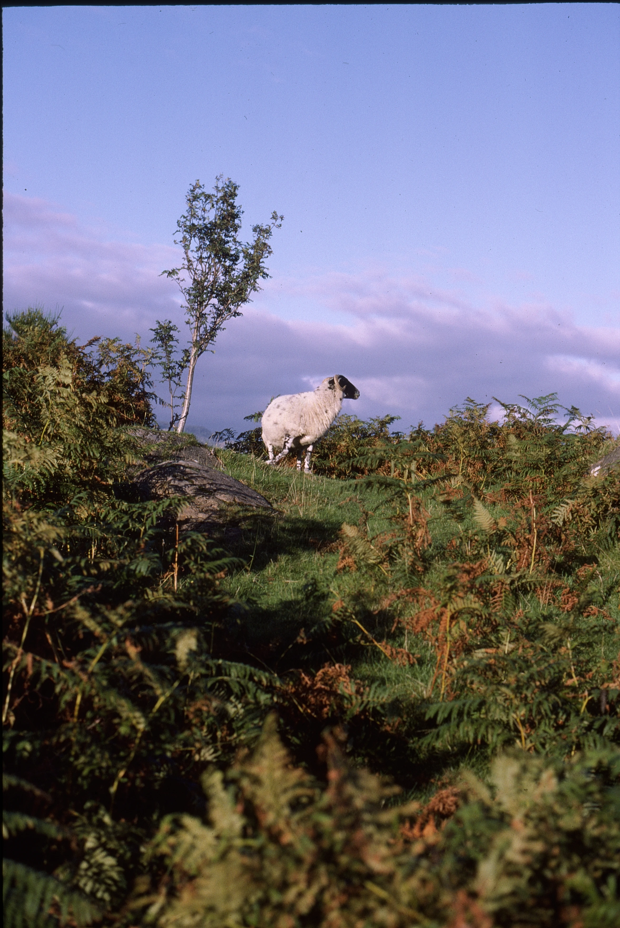 Evening light on a dune-top sheep above Camusdarach.