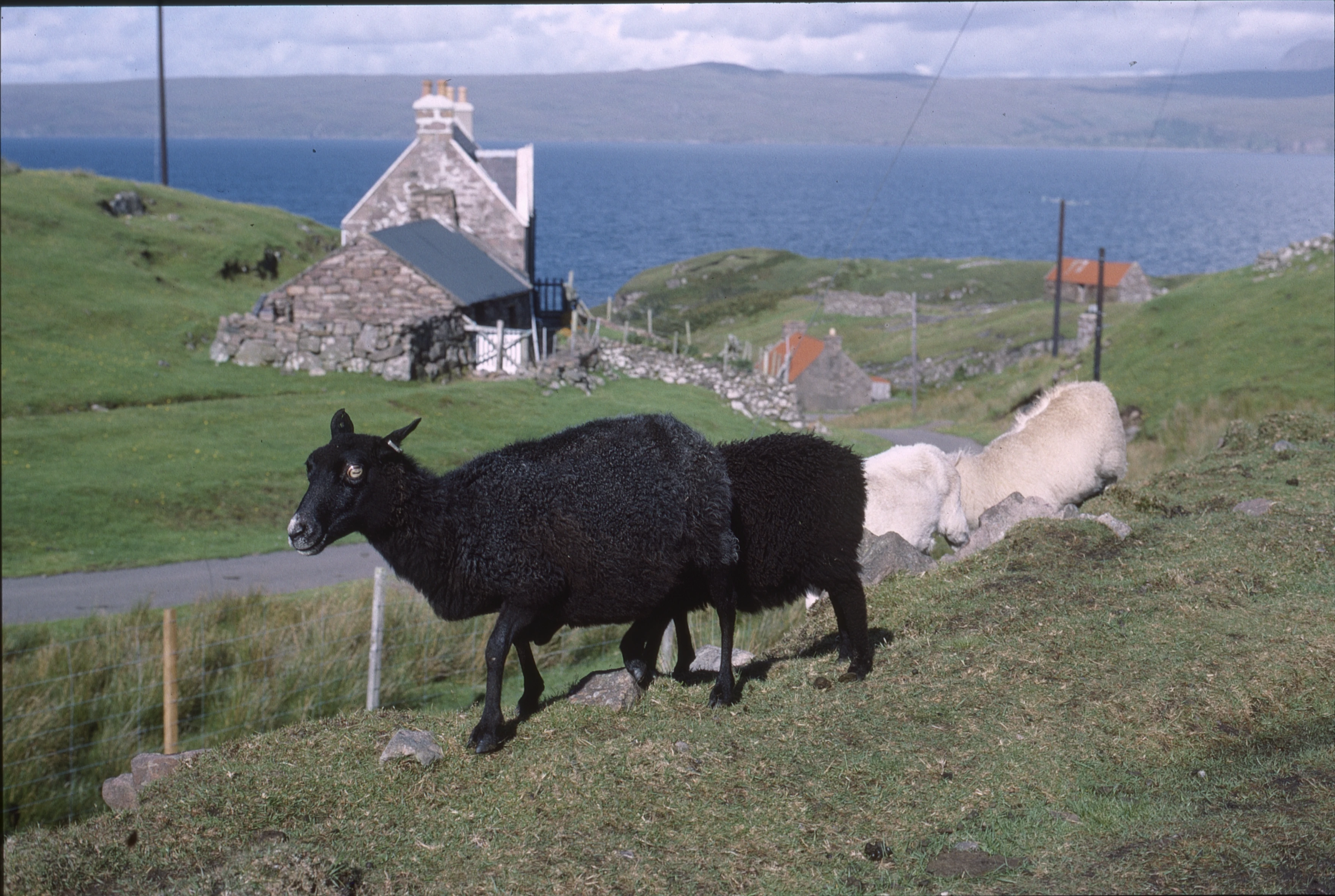 Some families have more than one black sheep. Hebrideans and (probably) Scottish Blackfaces at Fearnmore.