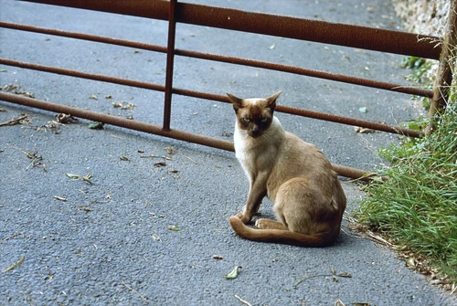 11 Sep 1988 · Watchful Siamese at a farm gate between East Portlemouth and Beesands.
