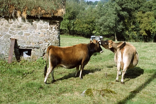 09 Oct 1988 · Jersey cows by a thatched byre, likely on Lower Knowle Road, Lustleigh; pole shadow pointing NNW.