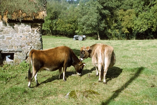 09 Oct 1988 · Jersey cows beside a thatched byre, likely on Lower Knowle Road, Lustleigh; pole shadow pointing NNW.