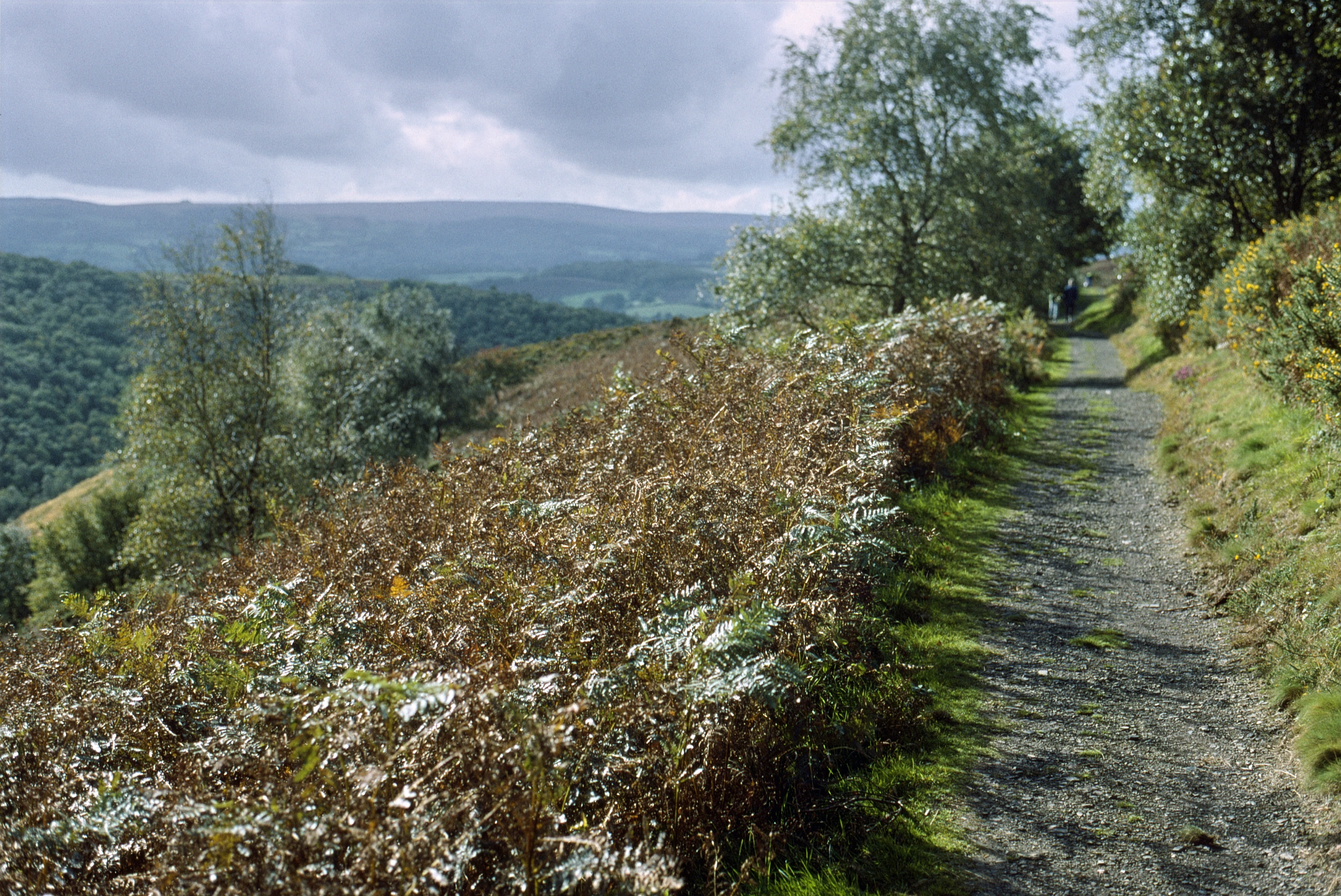 Fabulous views west along the Teign Valley from lunch at Hunters' Path high point, just out of the woods.