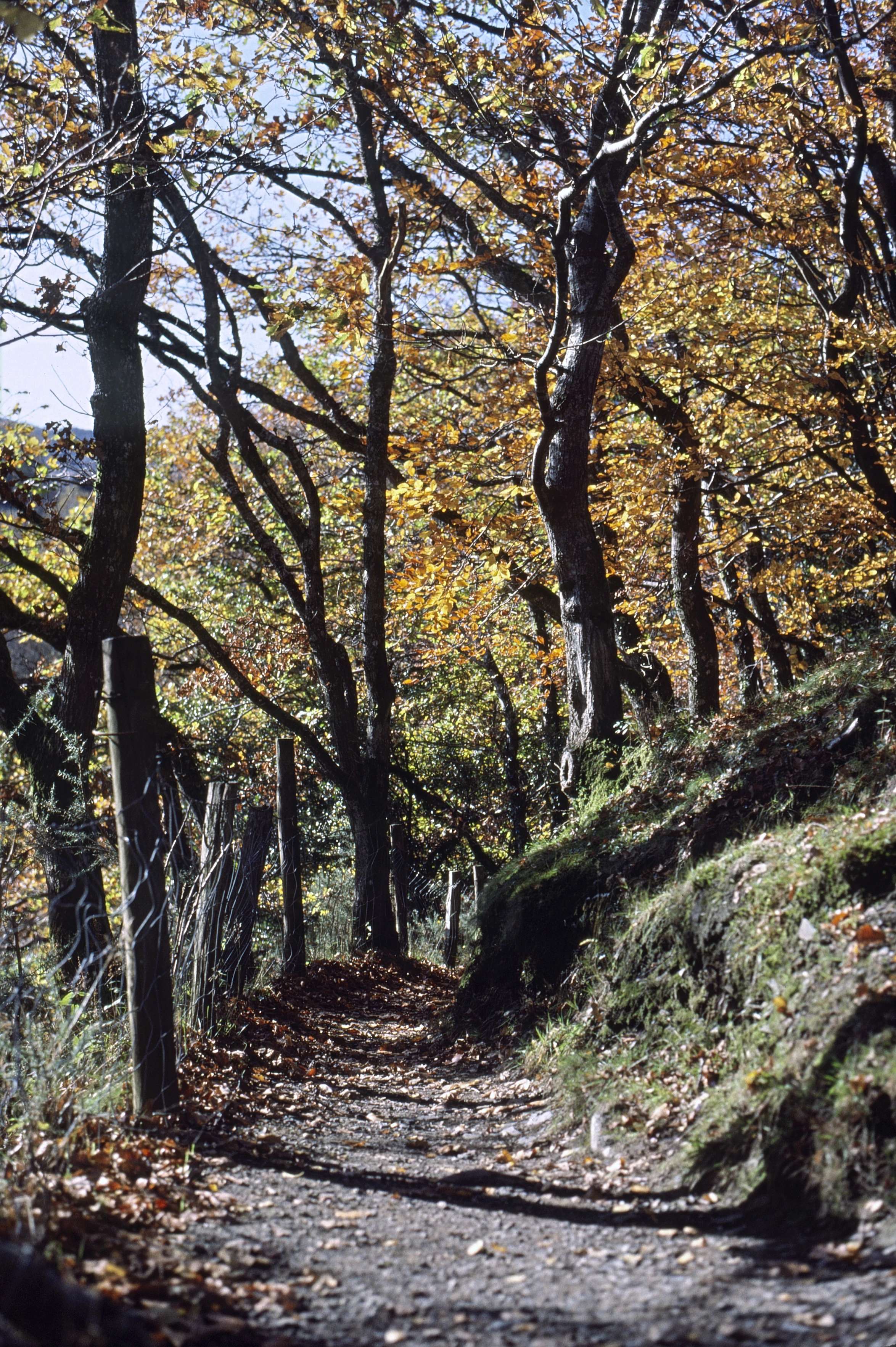 Delightful wooded track from Spitchwick to New Bridge, Spitchwick end.