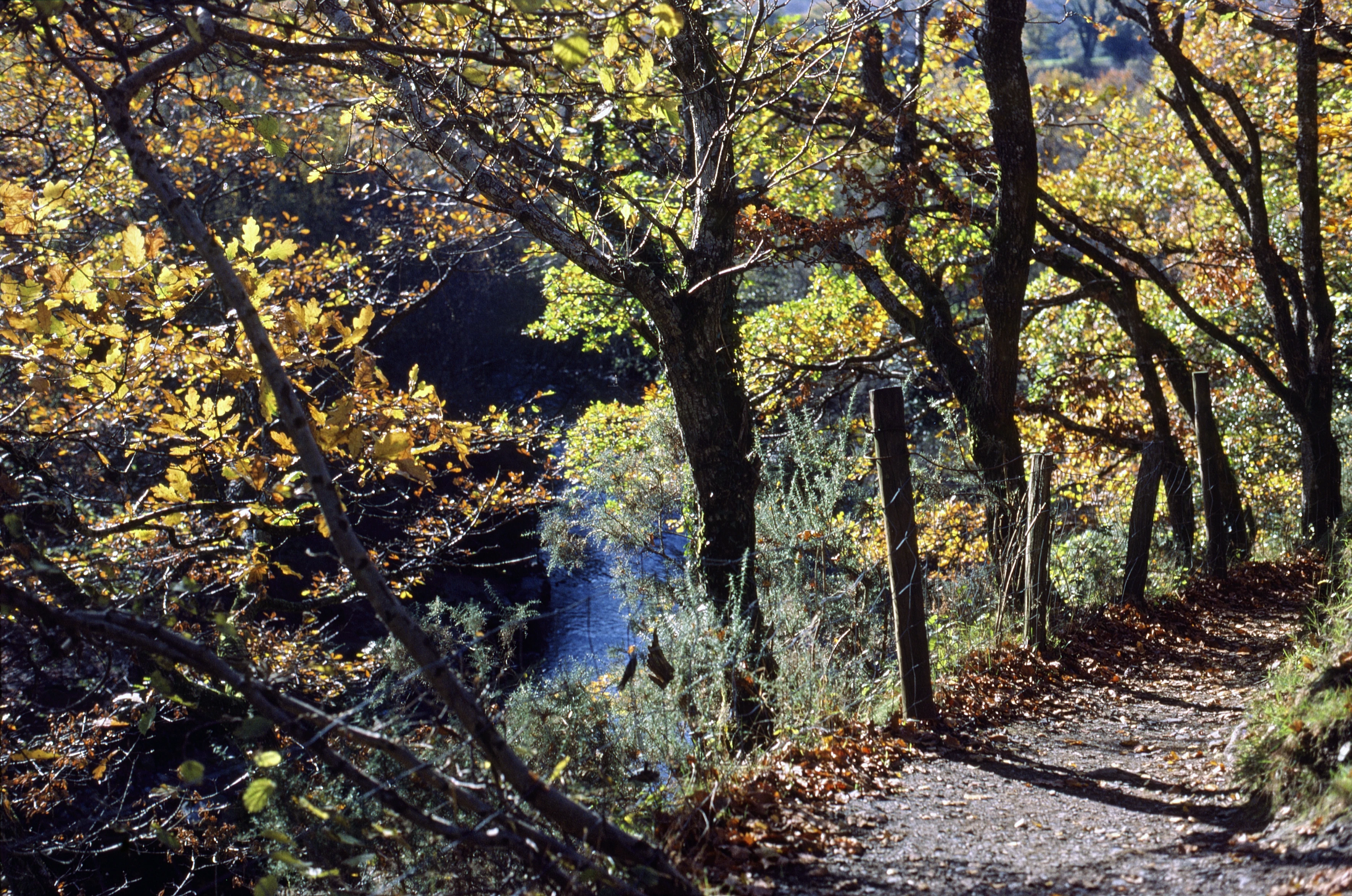 Delightful track from Spitchwick to New Bridge, Spitchwick end, peering through trees to the Dart.