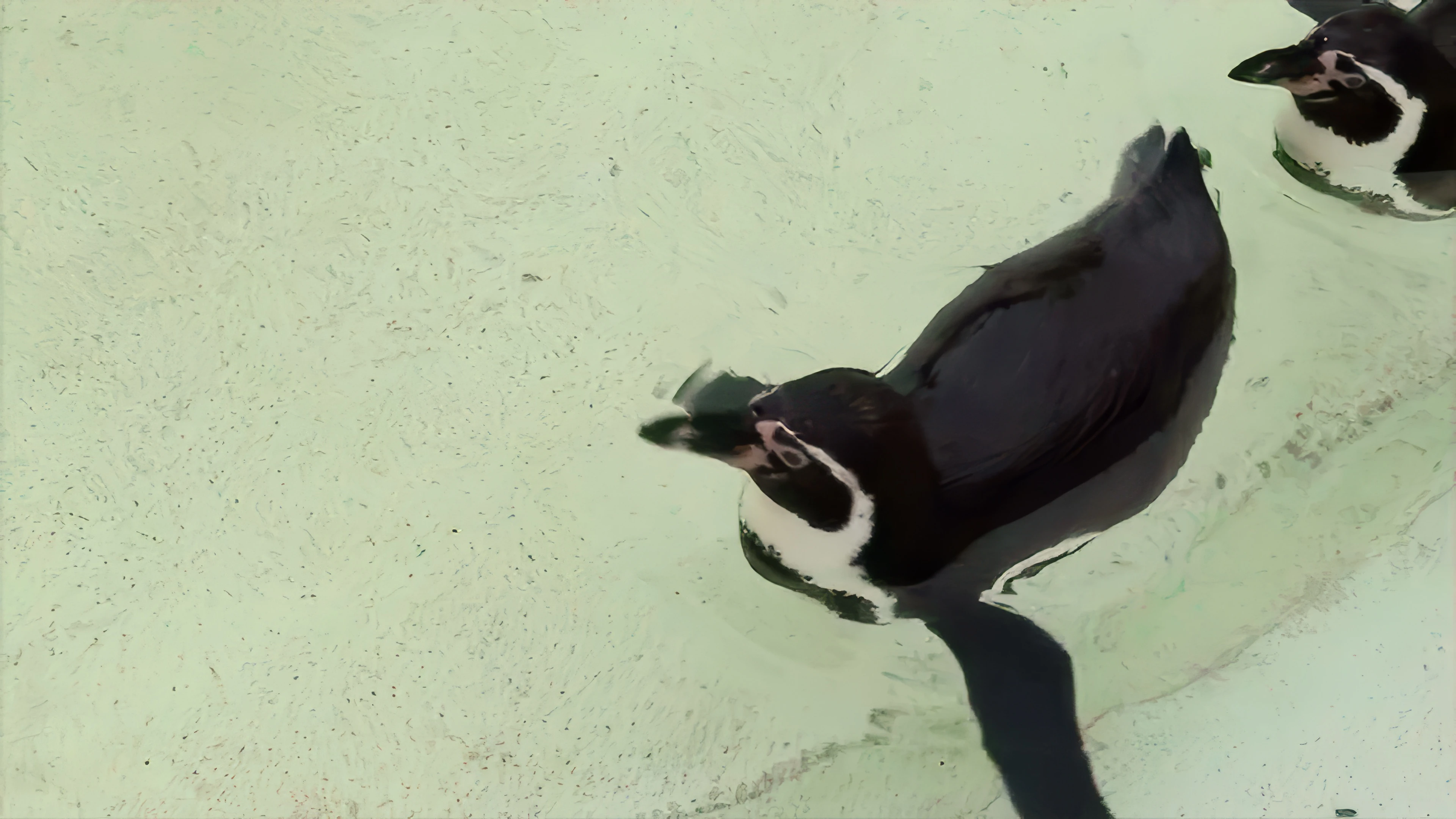 Humboldt penguins at Newquay Zoo.