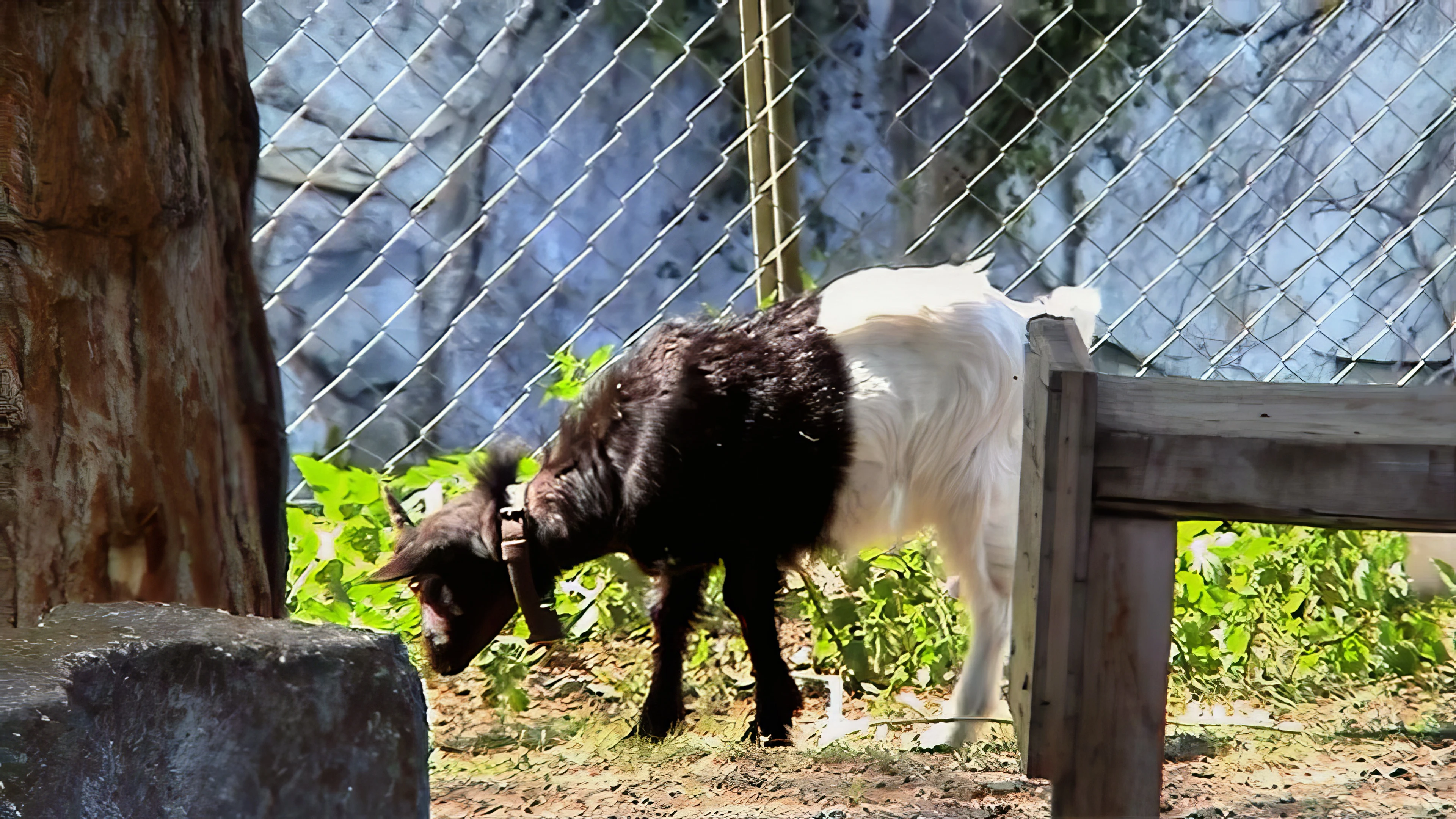 One of the goats by Route 1 at Gampel, 24.7 miles in.