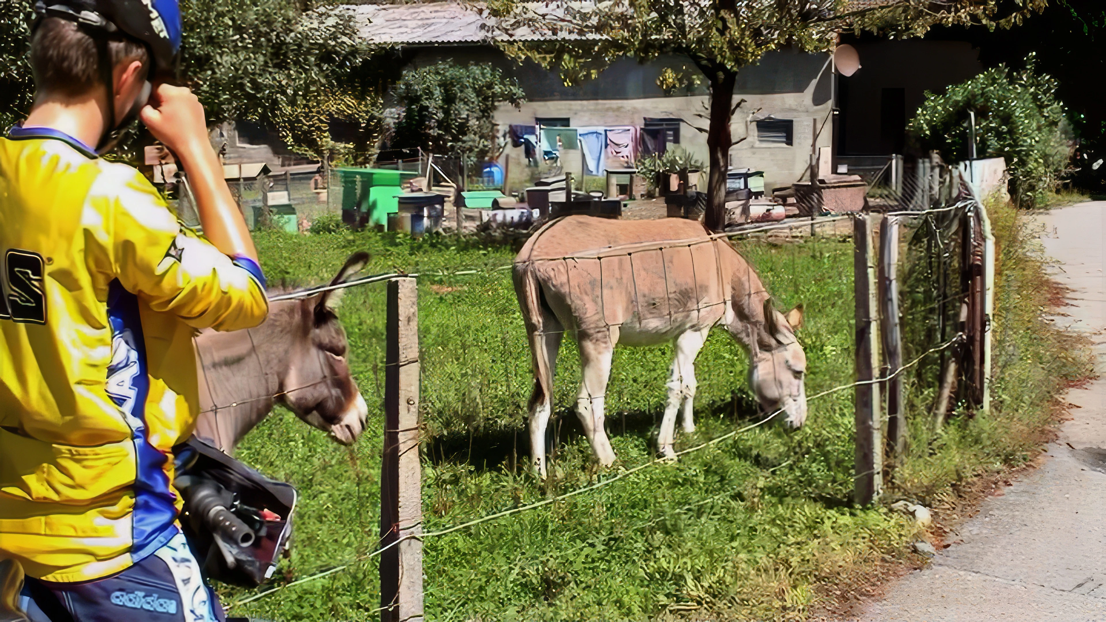 Friendly donkeys on the approach to Saint-Maurice, 24.4 miles in.