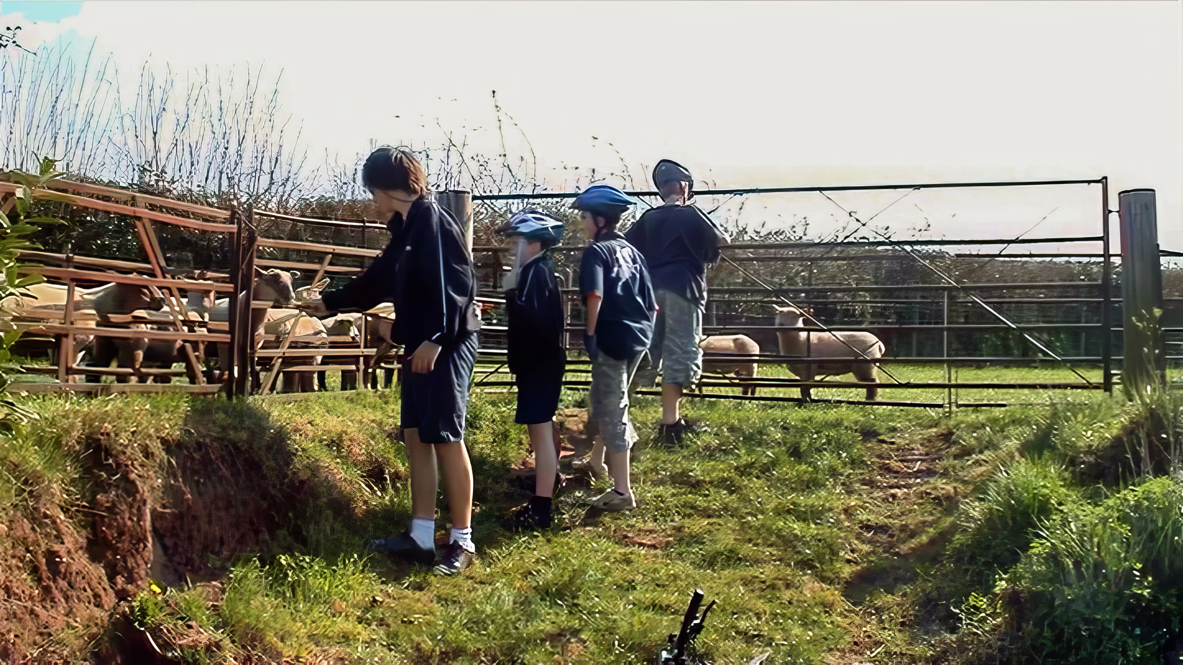 Lambs demand fuss at The Gables, Spaxton, 25.8 miles from Cheddar.