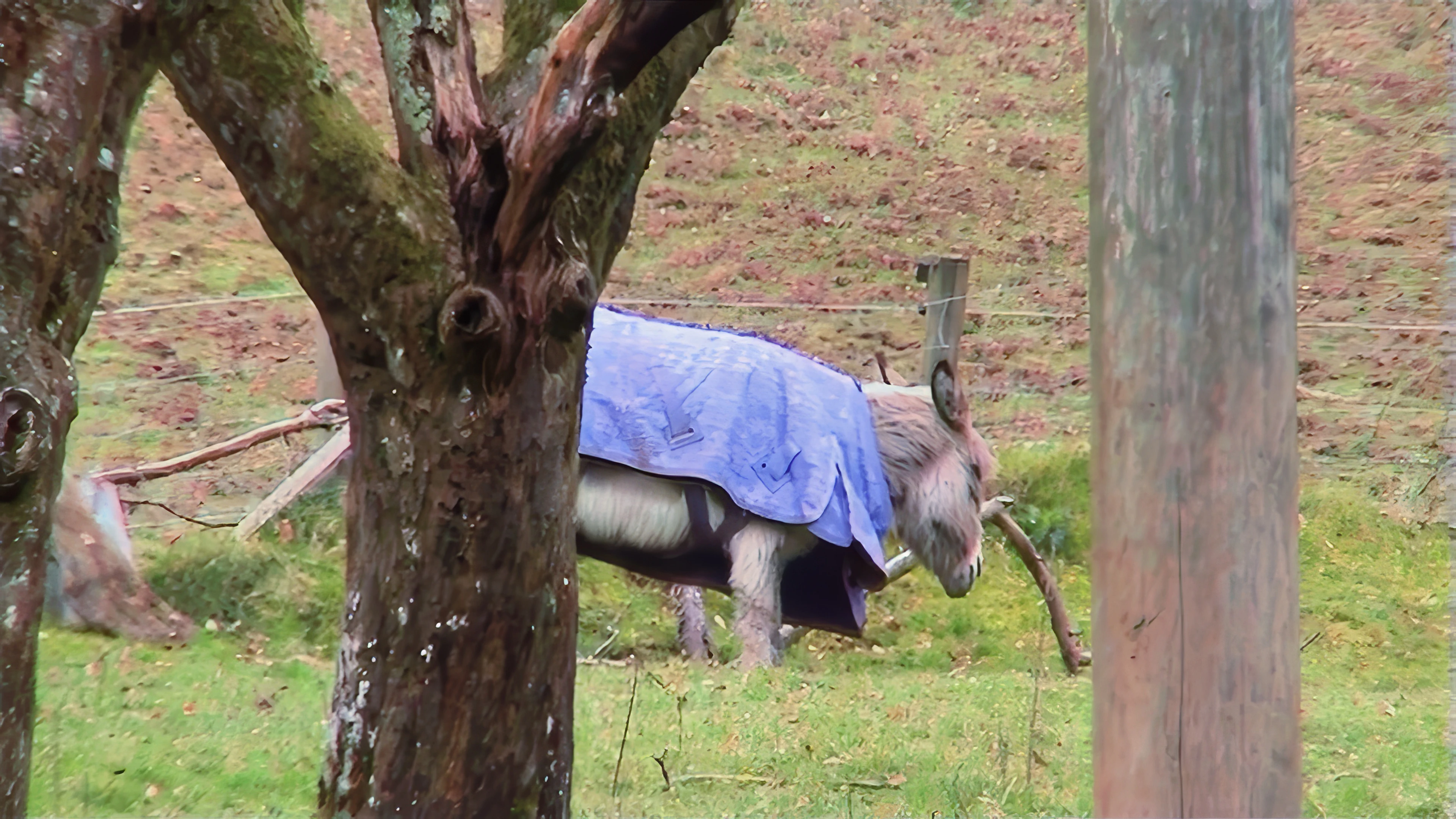 Ben, the friendly donkey who welcomed us to the hostel last night.