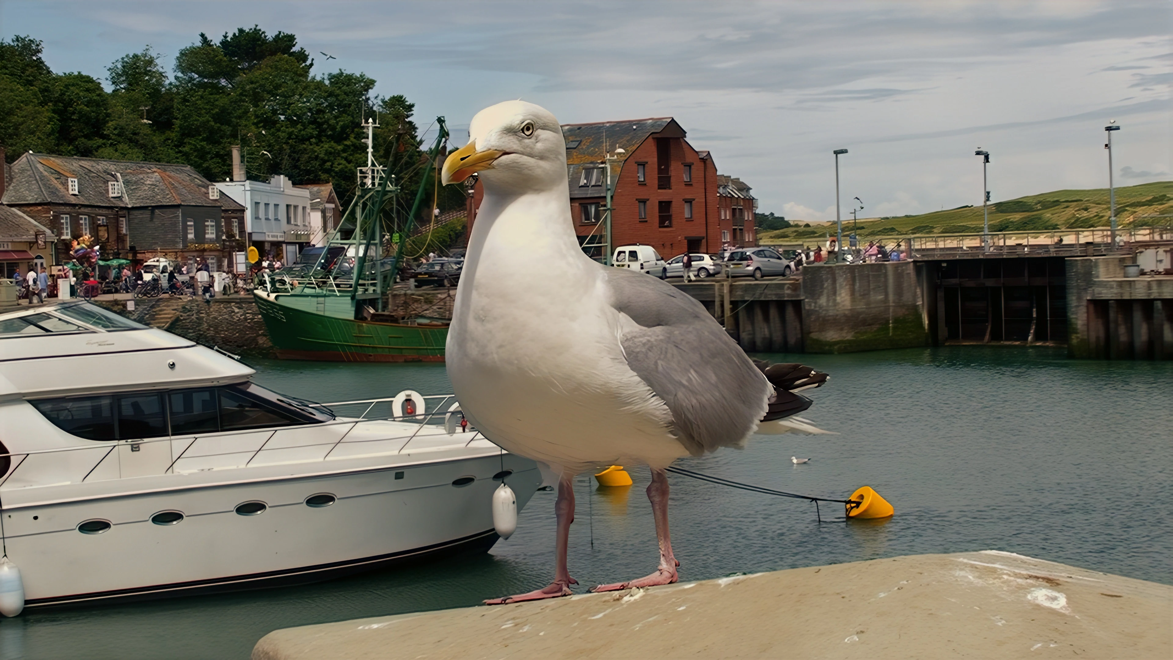 A seagull eyes our lunch at Padstow harbour, just in case.