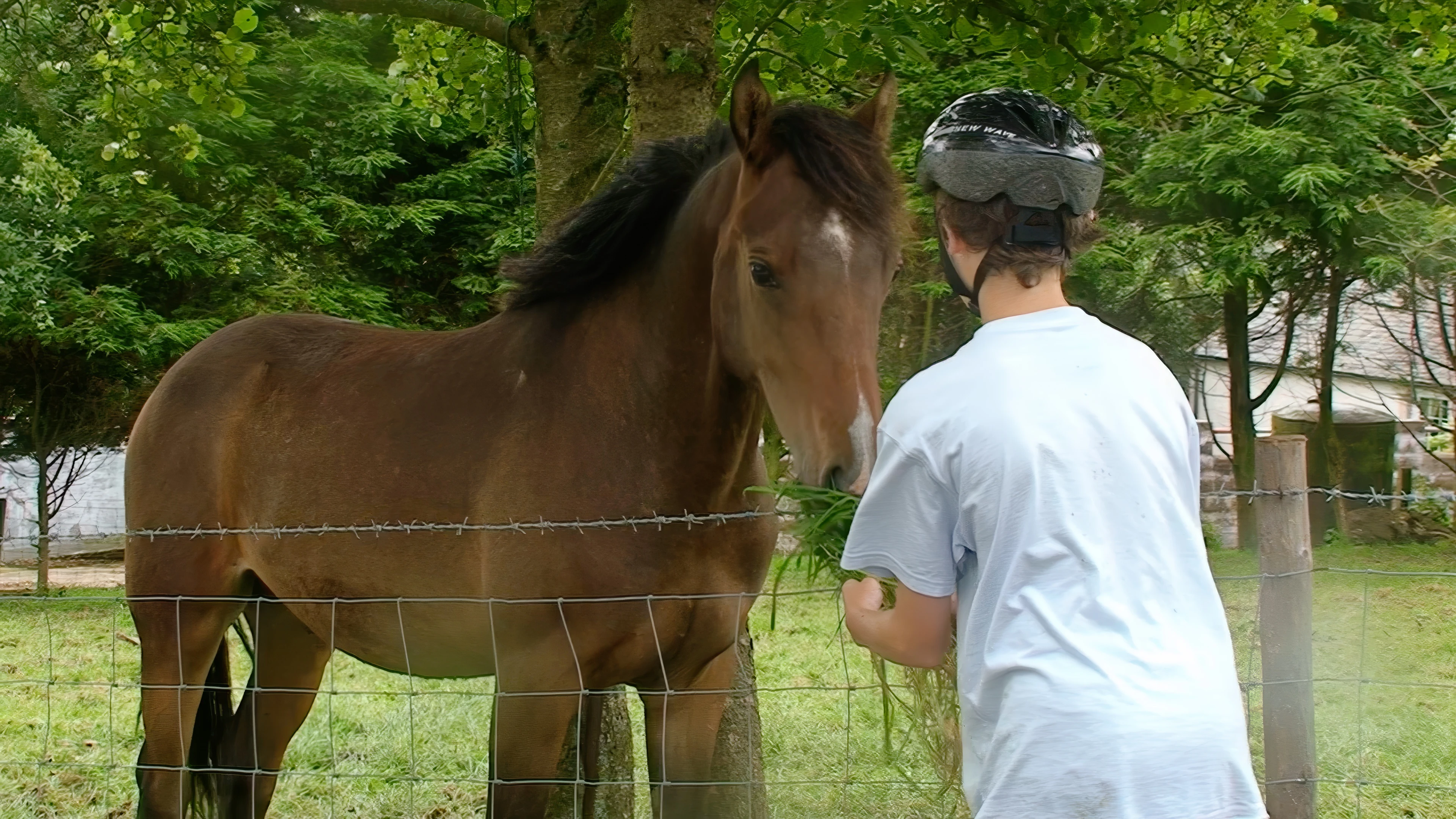 Freddie feeds a horse at Fangs Brow Farm.