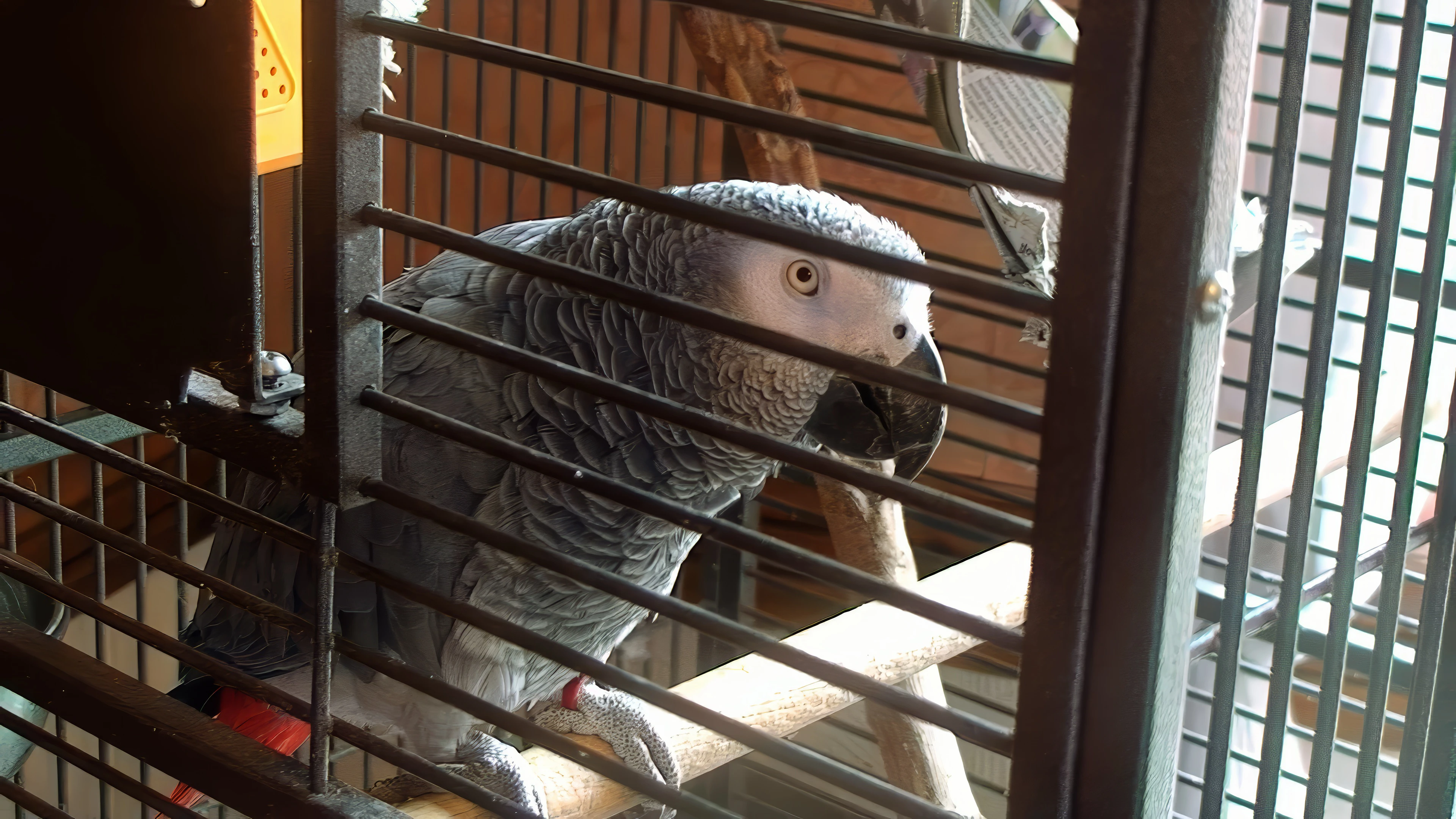 The very friendly parrot at the Lakeland Habit Café above the shop, Gosforth.