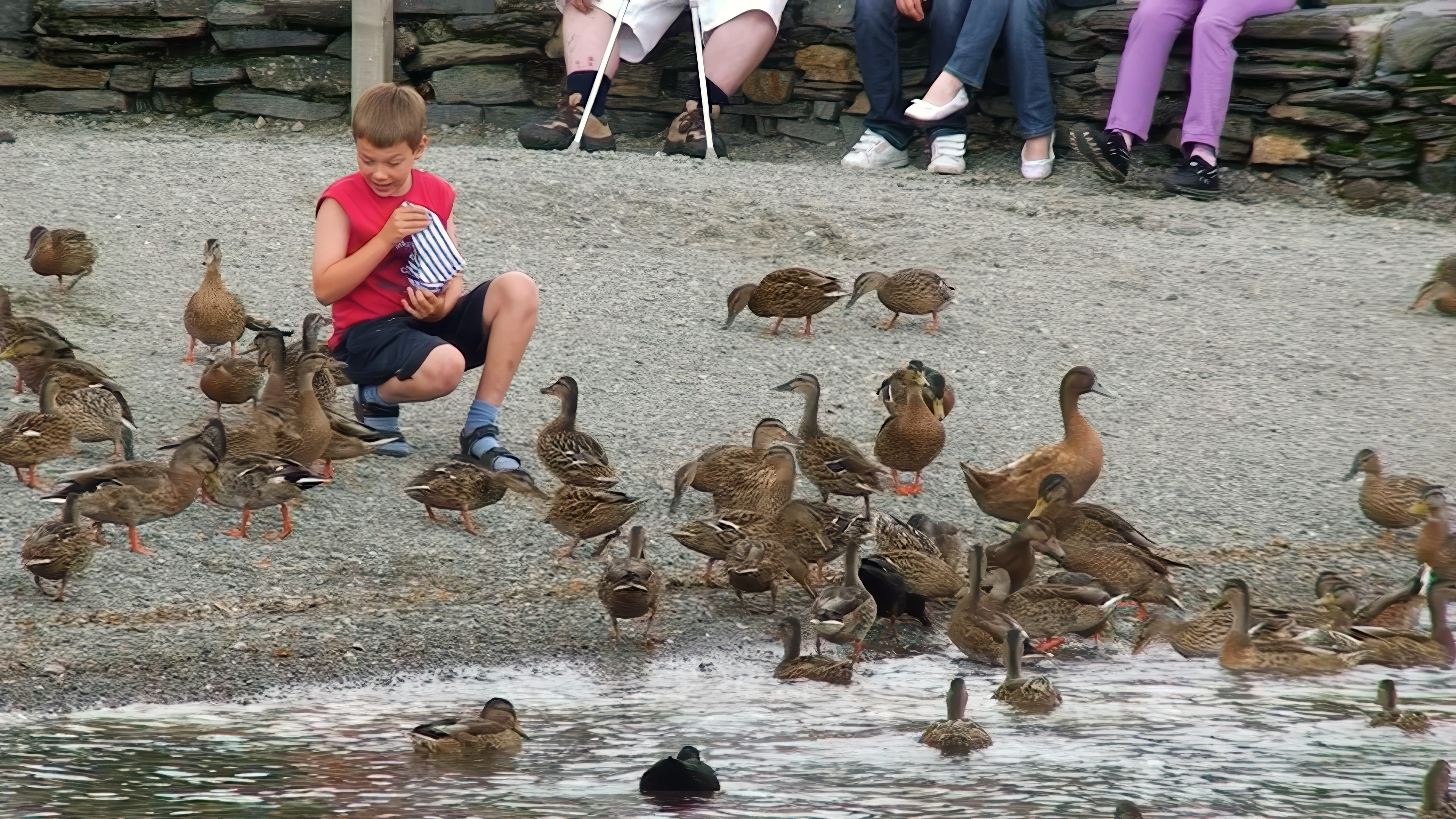 A young visitor feeds the ducks at Coniston Landing.