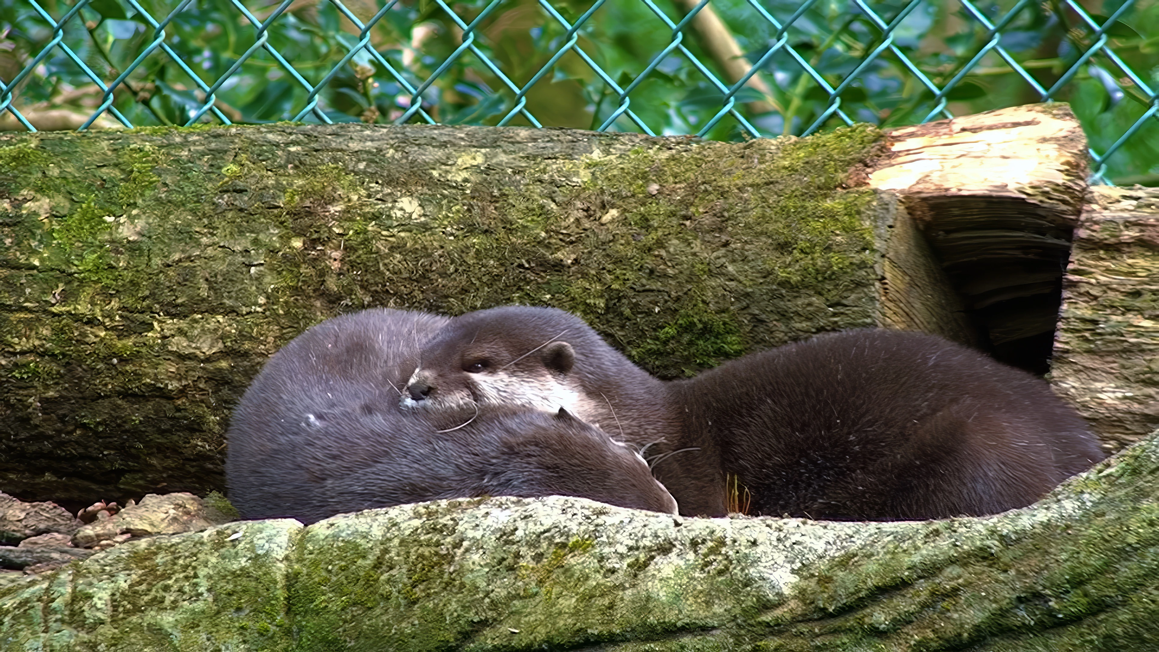 Otters taking a rest at the Cornish Seal Sanctuary, Gweek.