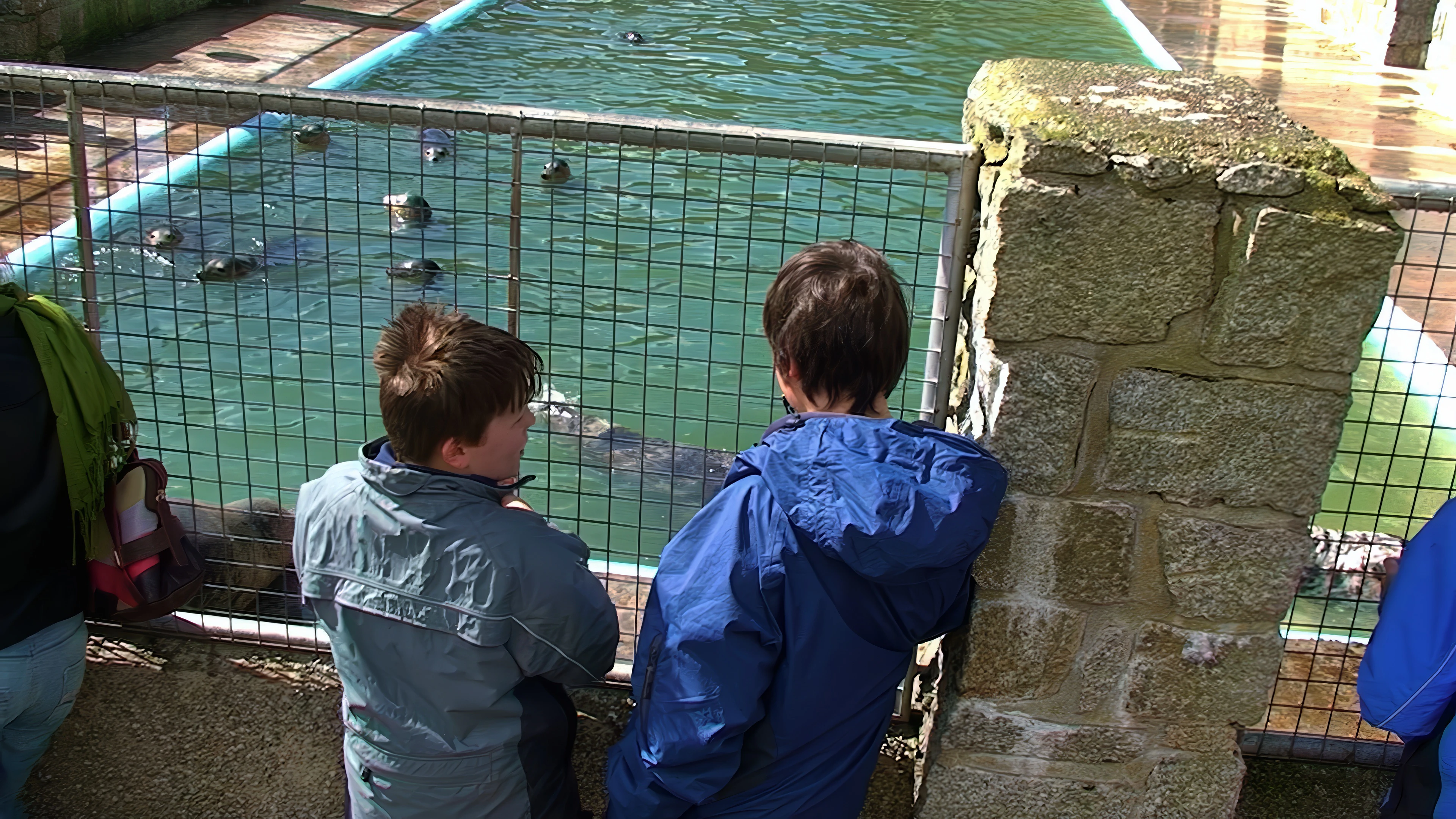 Feeding time for the seals at Gweek.