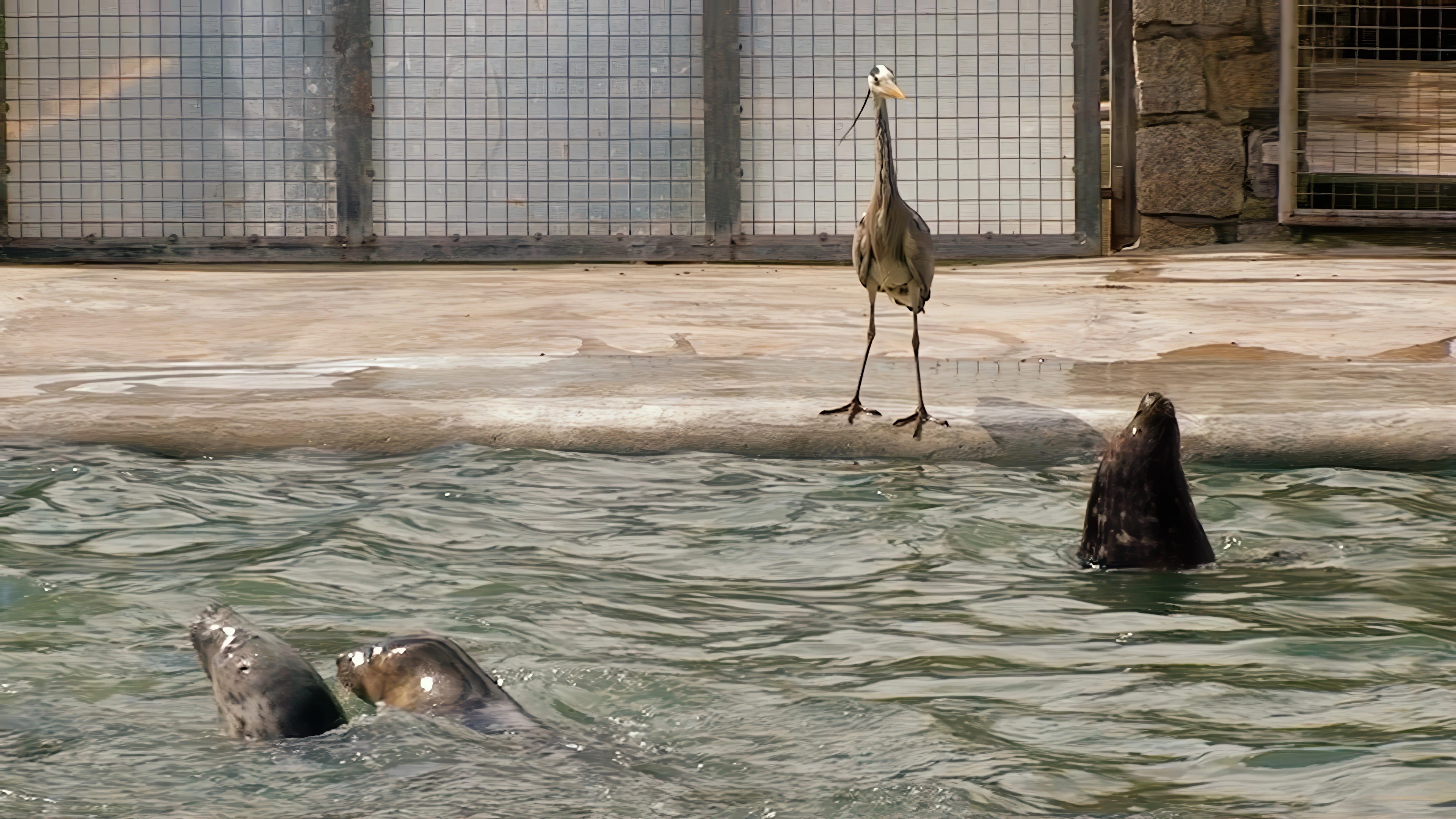 A heron drops in, pinching fish meant for the seals.