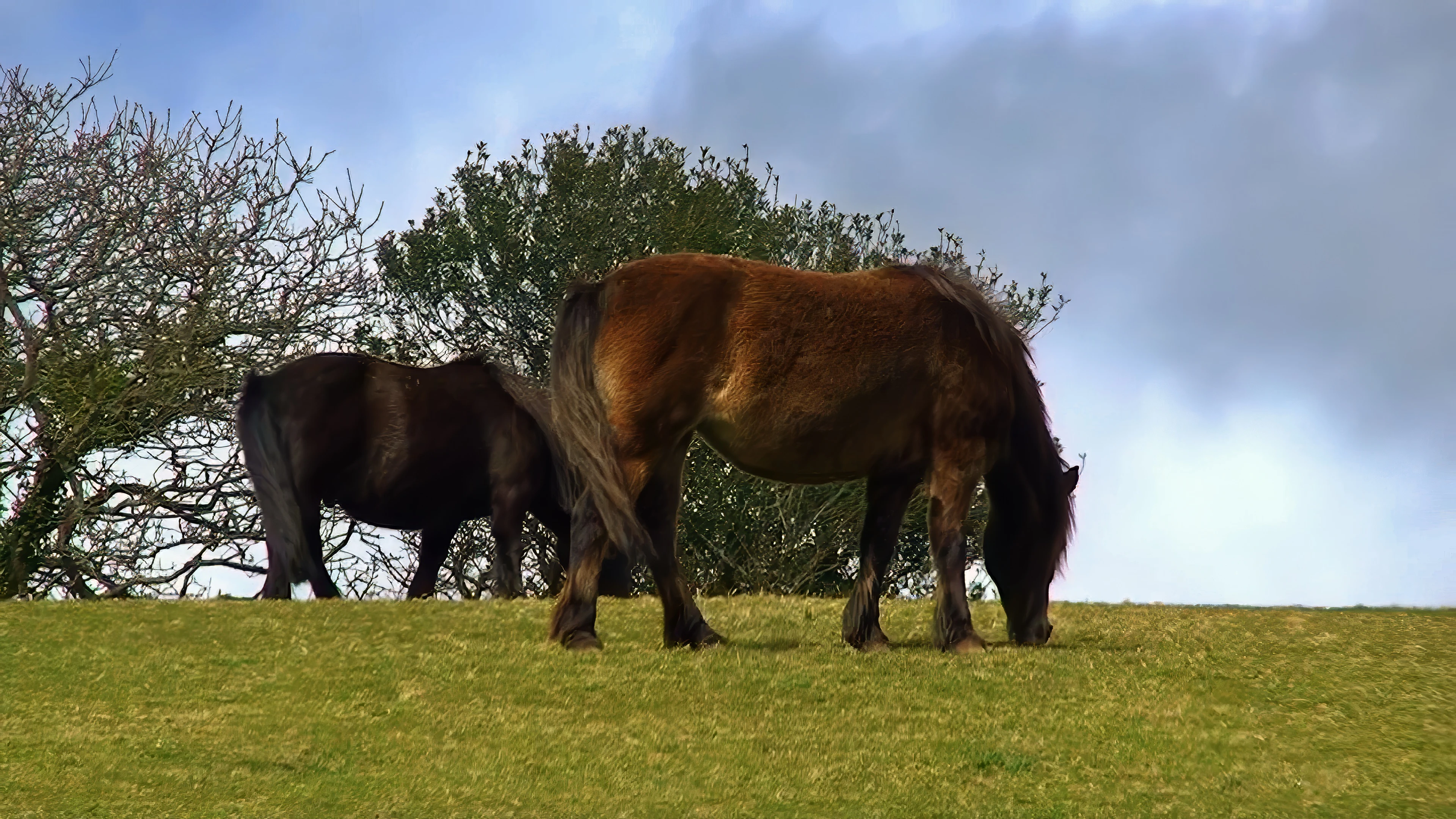 Horses grazing in fields around the Cornish Seal Sanctuary, Gweek.