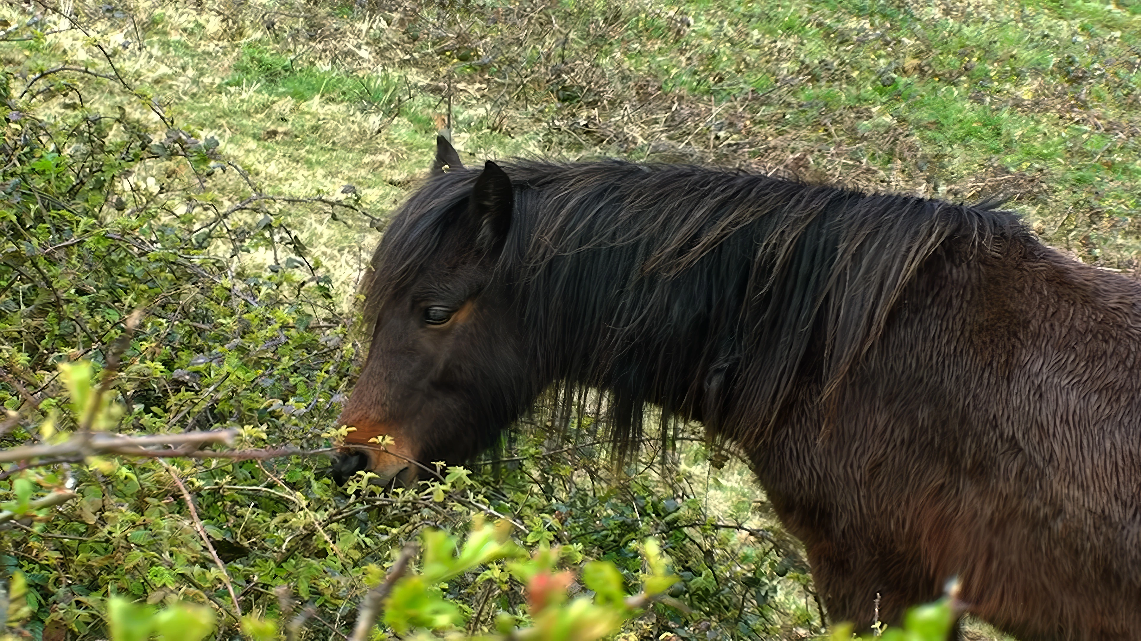 A friendly horse by the cycle path near Heligan.