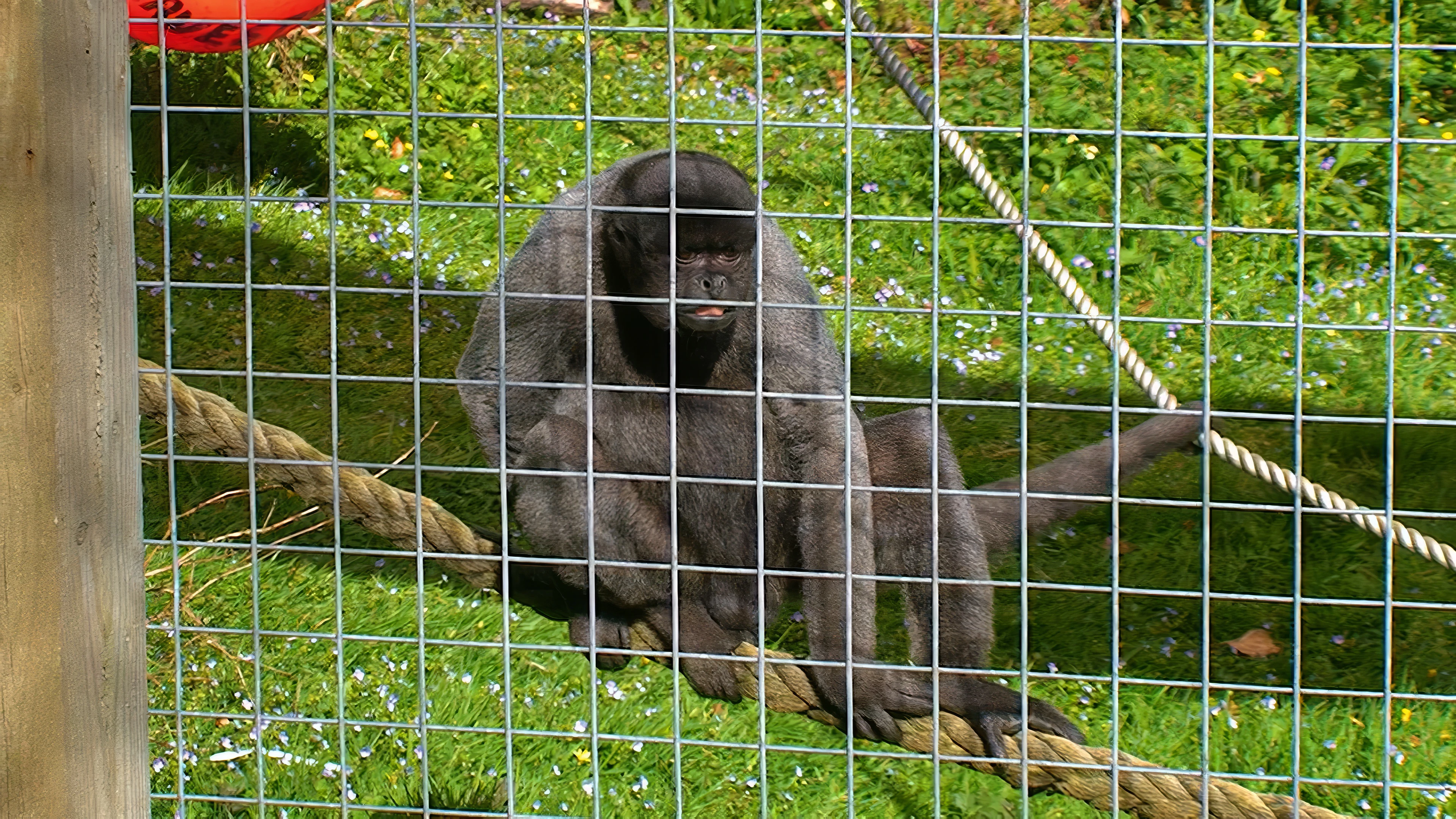 An adult woolly monkey at the Monkey Sanctuary.