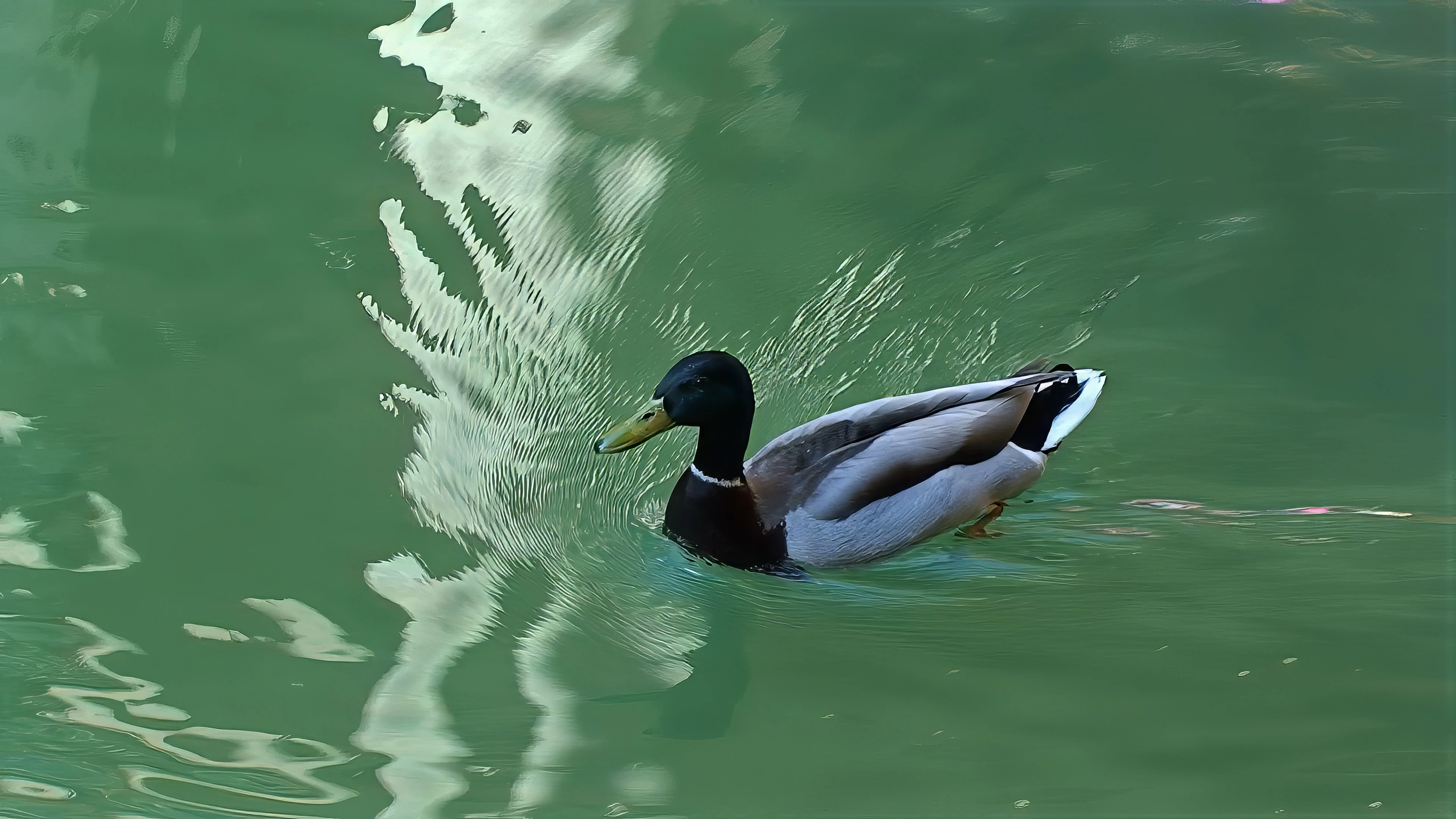 Only ducks enjoy the Roman Baths these days—one of a mating pair.