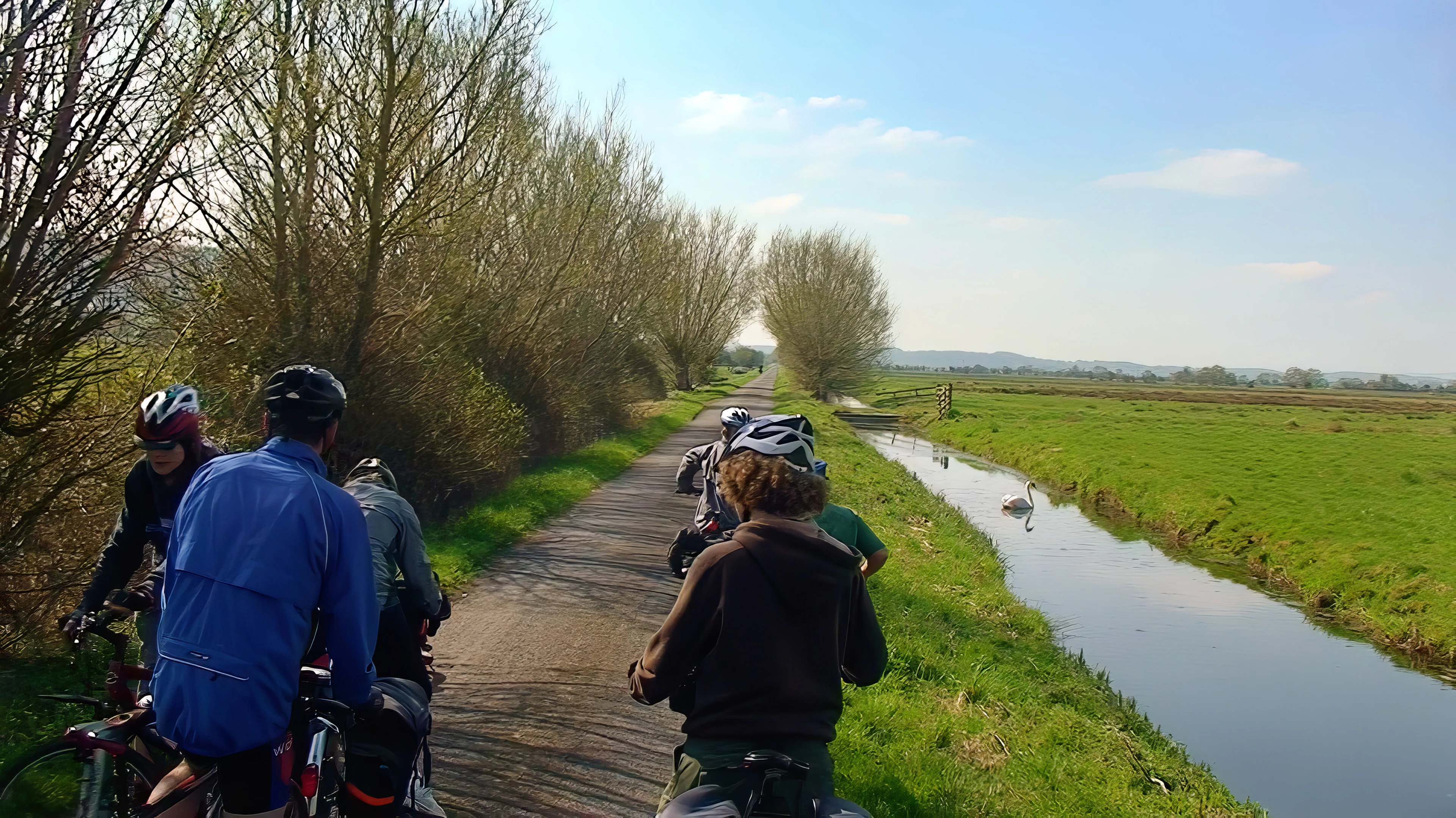 The group with the swan at Beer Drove, Somerset Levels.