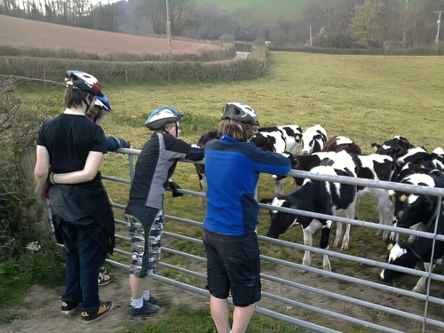 23 Apr 2010 · Calves waiting to greet us at the end of the Beaston track.