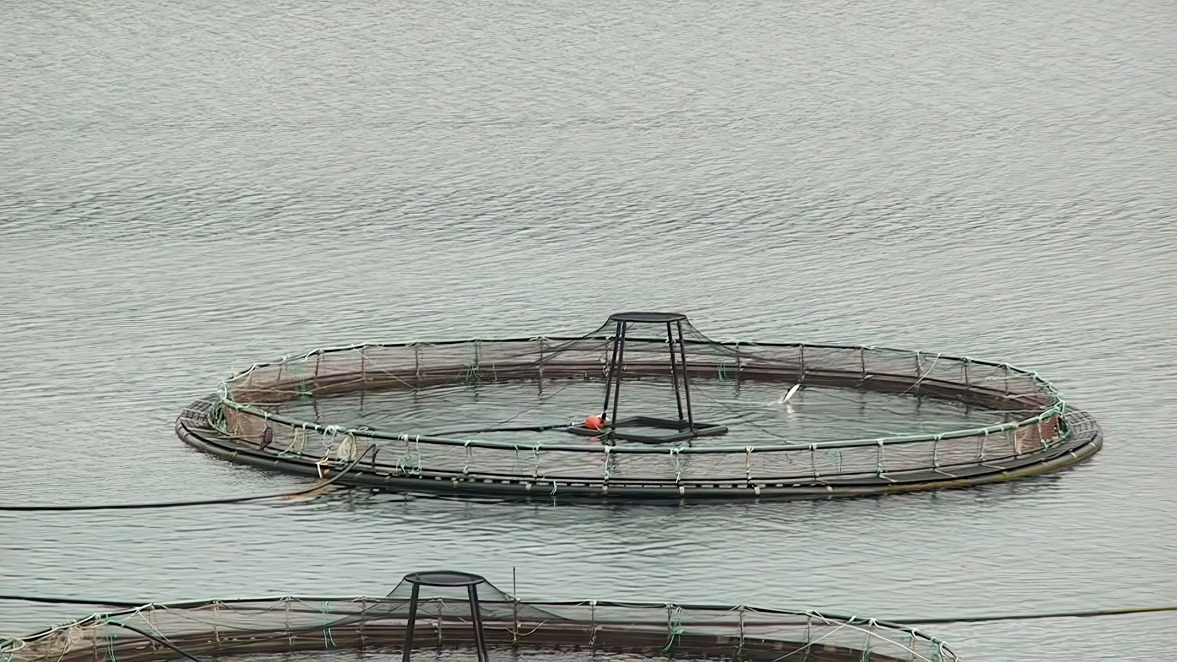 Fat salmon leaping in the Loch Ainort salmon farm.