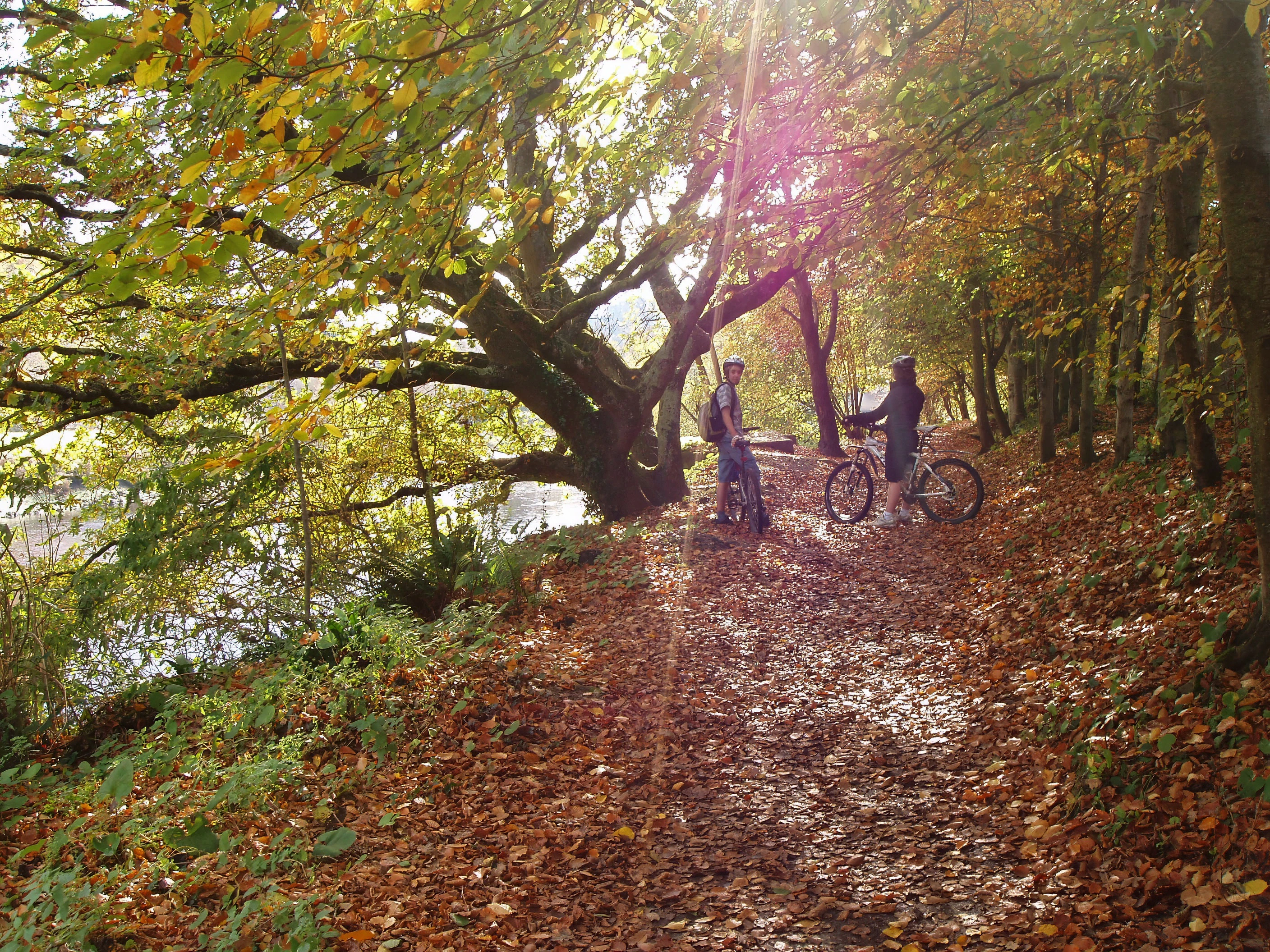 Autumn colours on the Totnes cycle path