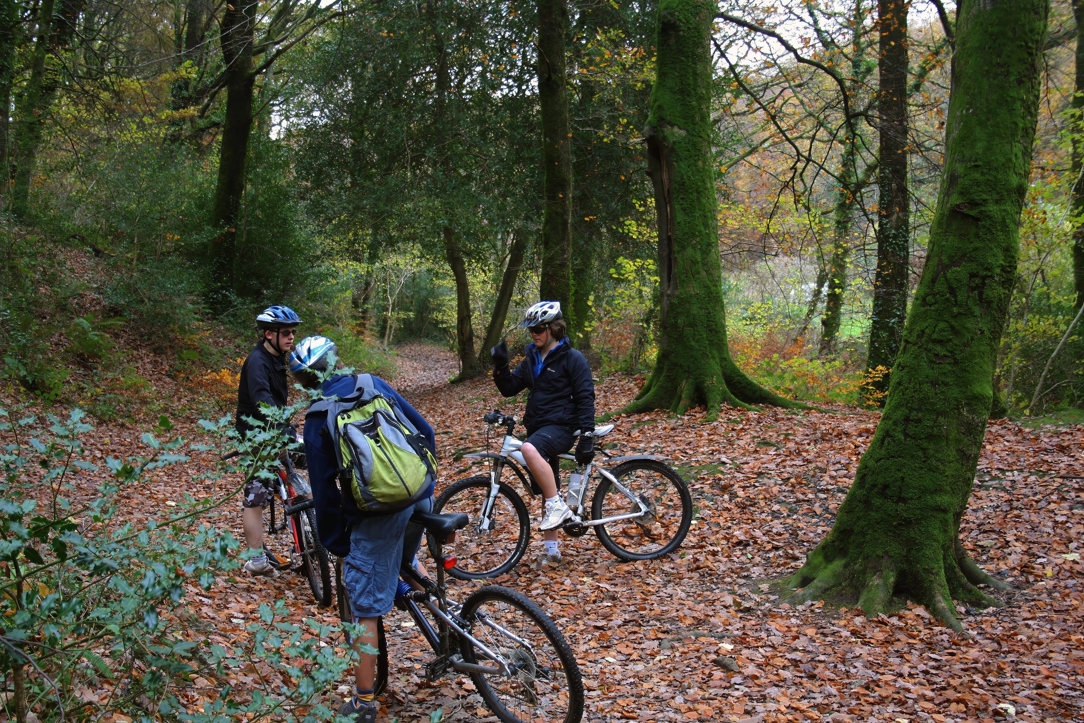 Woodland track near Belford Mill, carpeted with autumn leaves.