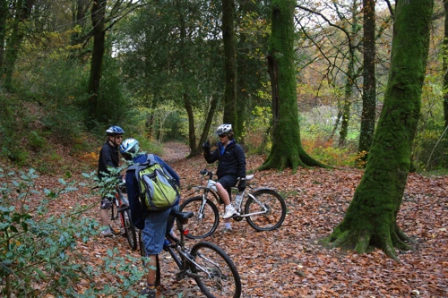 21 Nov 2010 · Woodland track near Belford Mill, carpeted with autumn leaves.