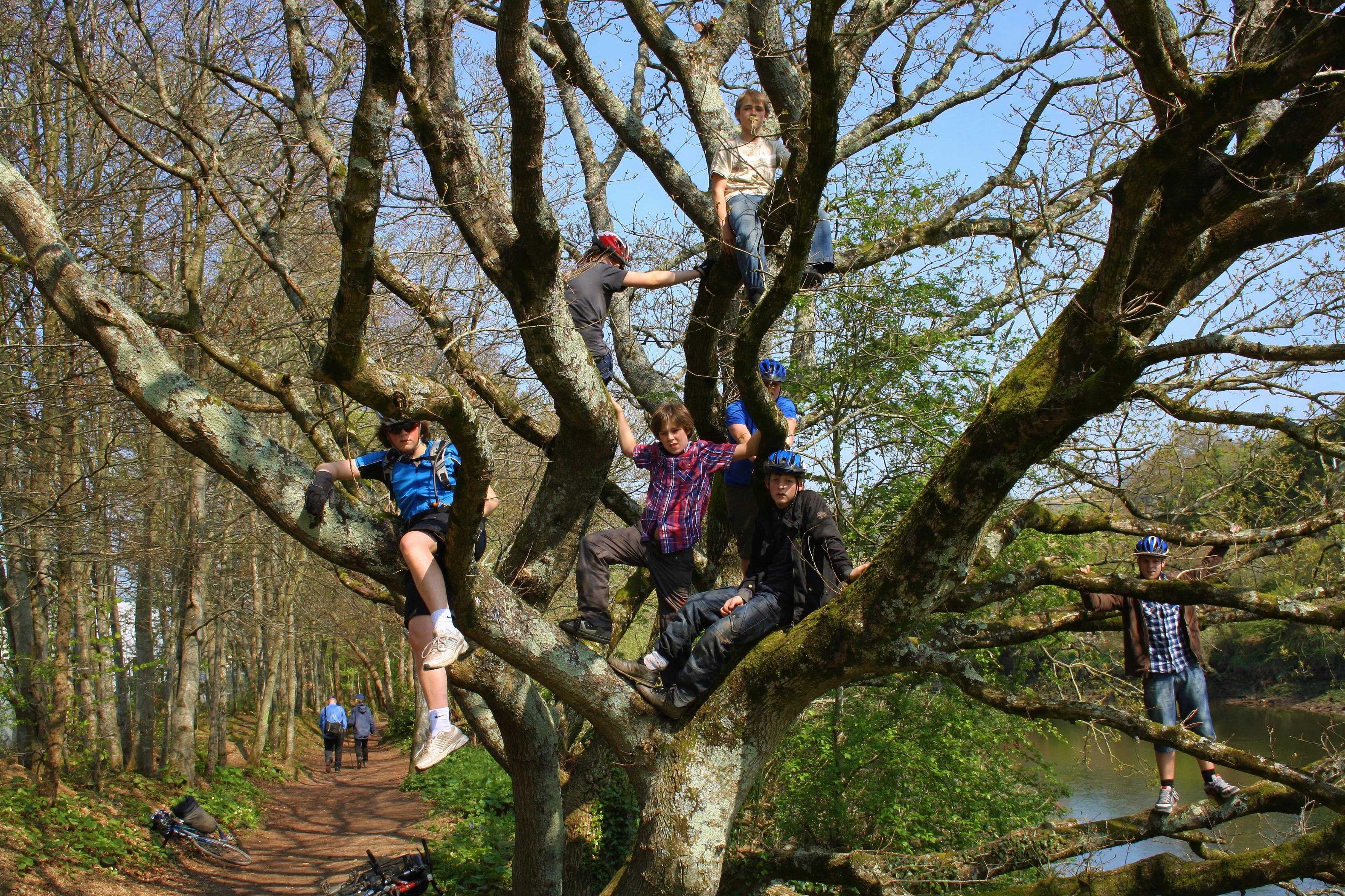 More tree-climbing antics by the Dart at Totnes.