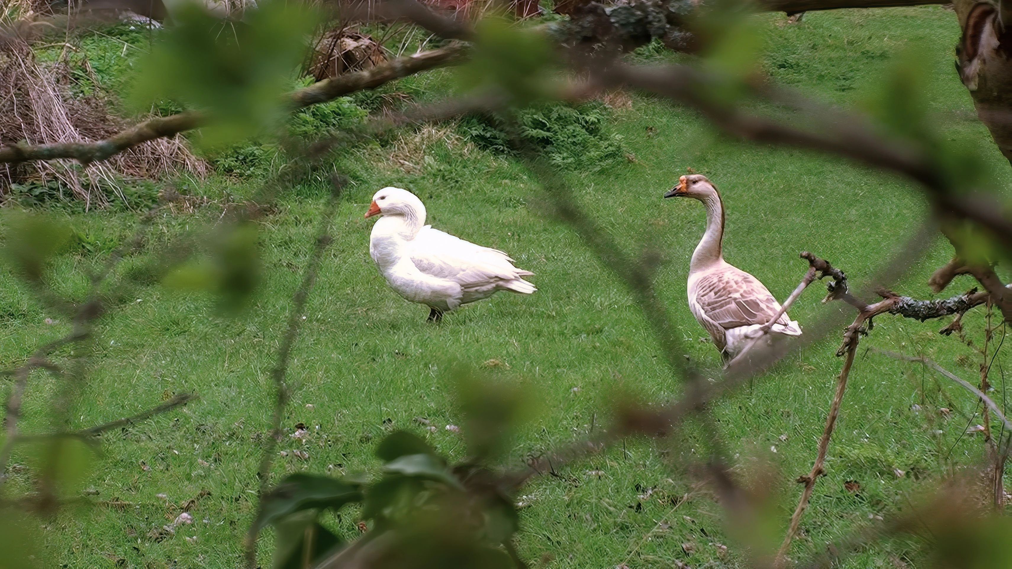 Geese in a rather attractive Ilmington garden.