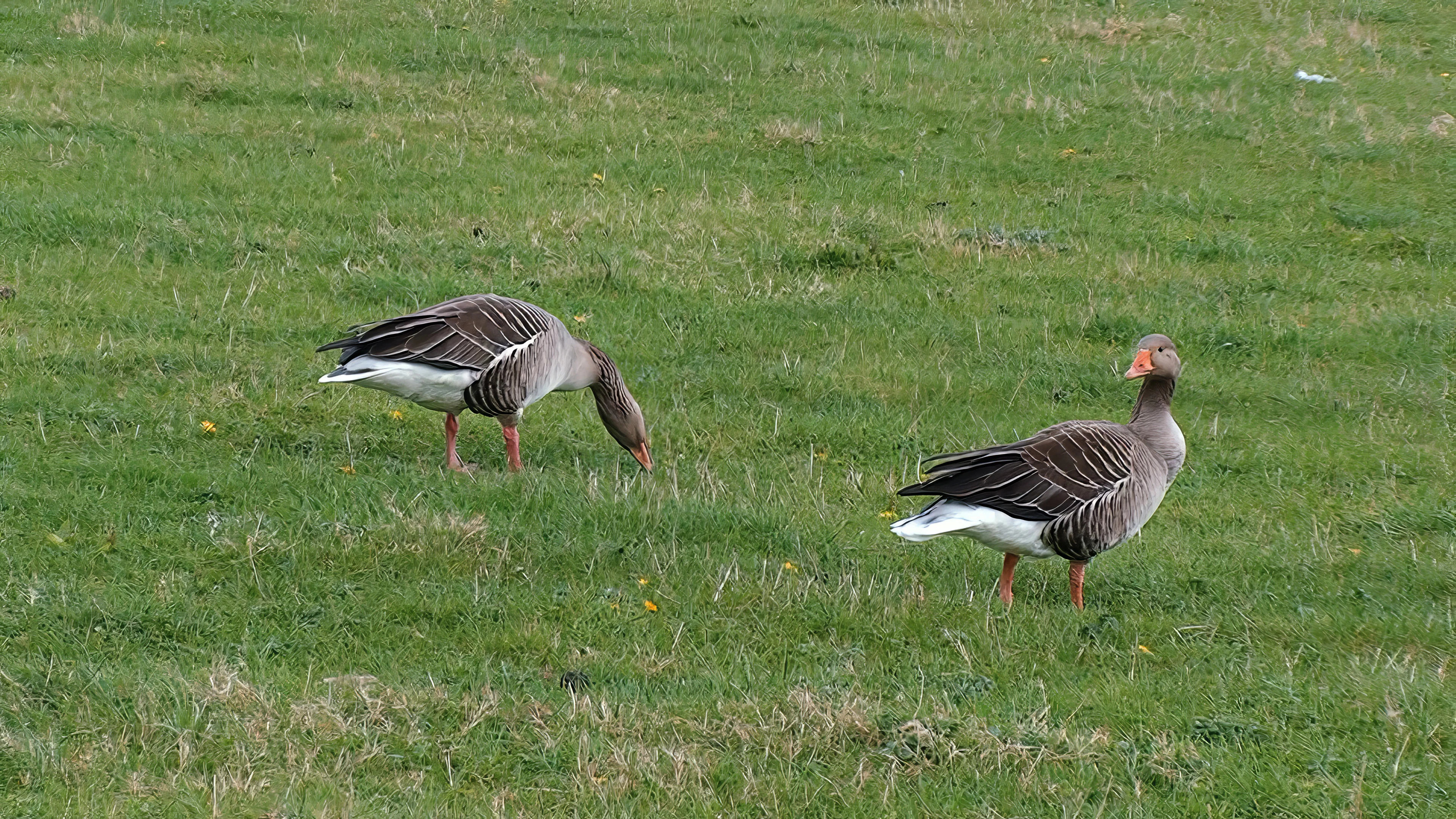 Greylag geese by the Thames