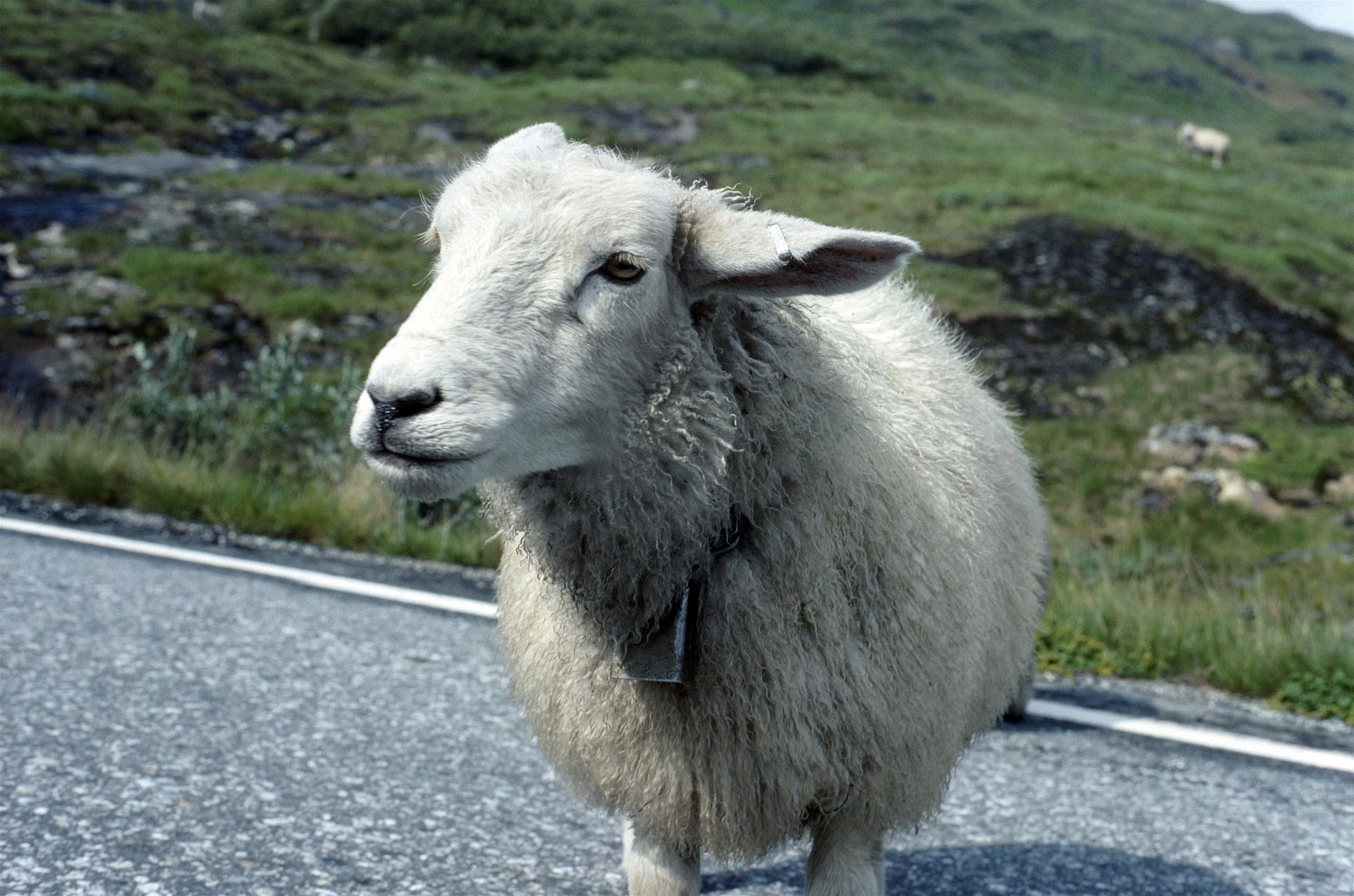 A friendly Norwegian sheep stops for a chat mid‑climb.